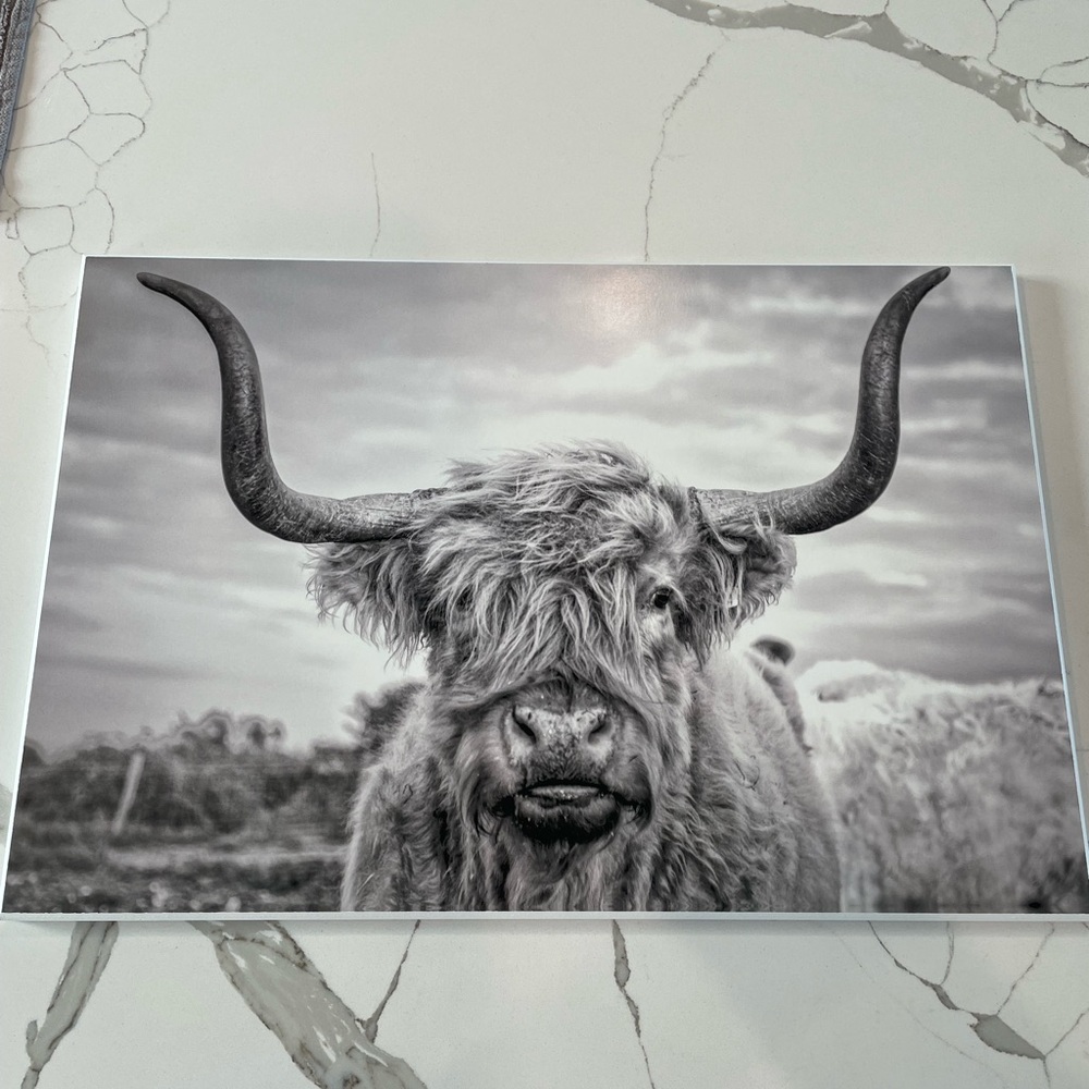 Highland Cow Art